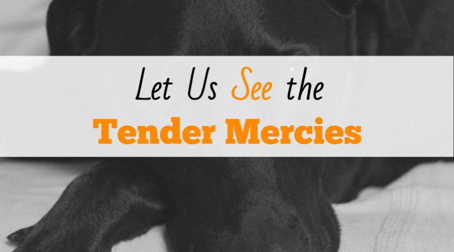 Let Us See the Tender Mercies